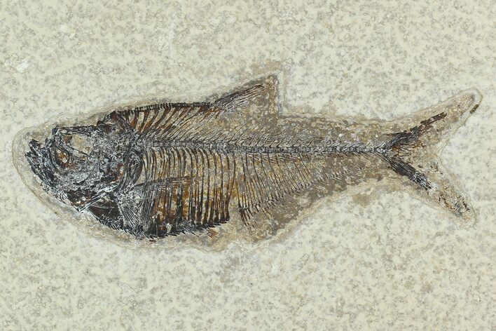 Fossil Fish (Diplomystus) - Green River Formation #129604
